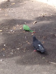 Parakeet among the pigeons