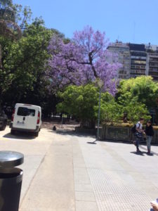 jacaranda